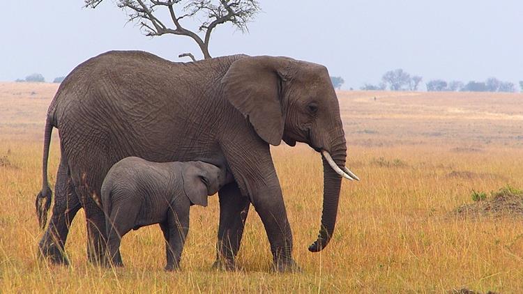 Elephants Elephants were seen on a regular basis