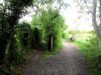 alignment 31. The path divides into 2 parts and then passes between hedges as it approaches Barton.