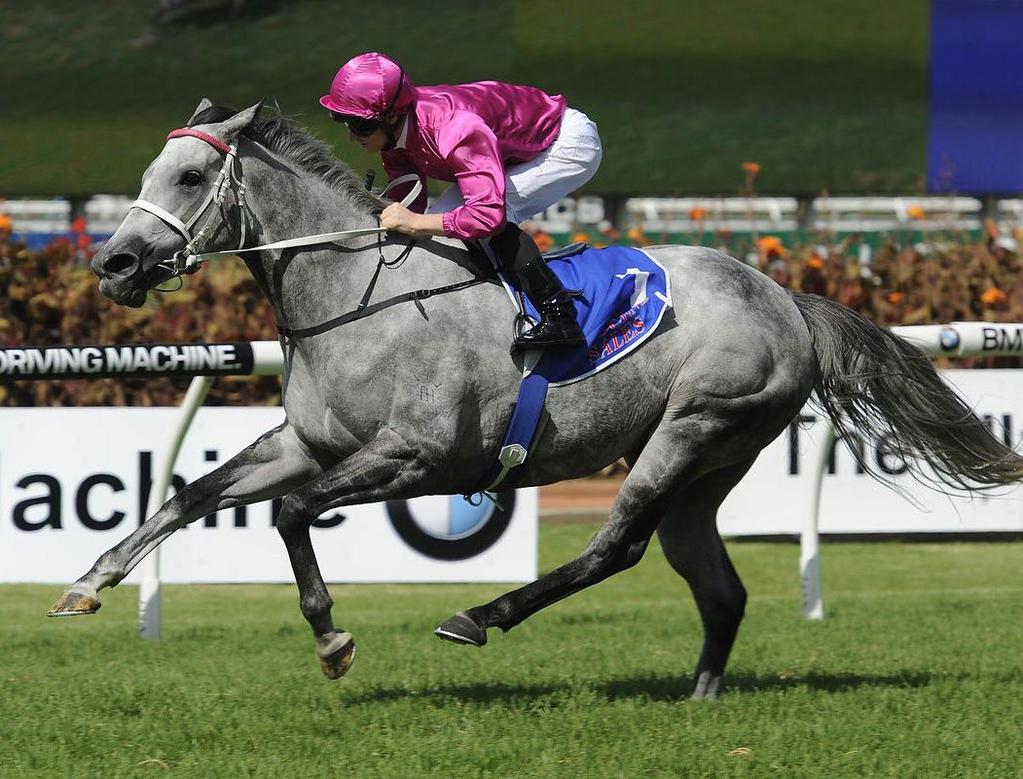 barrier trial to decide catkins future Popular grey mare Catkins will be given one more chance to show Chris Waller she still has a future on the racetrack.