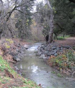 Creek flows scoured the banks & tree roots.