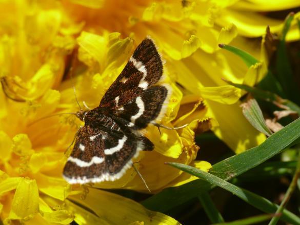 Their ecology and habitat needs will also be discussed, particularly looking at what makes these habitats important to a specialist group of moth species.
