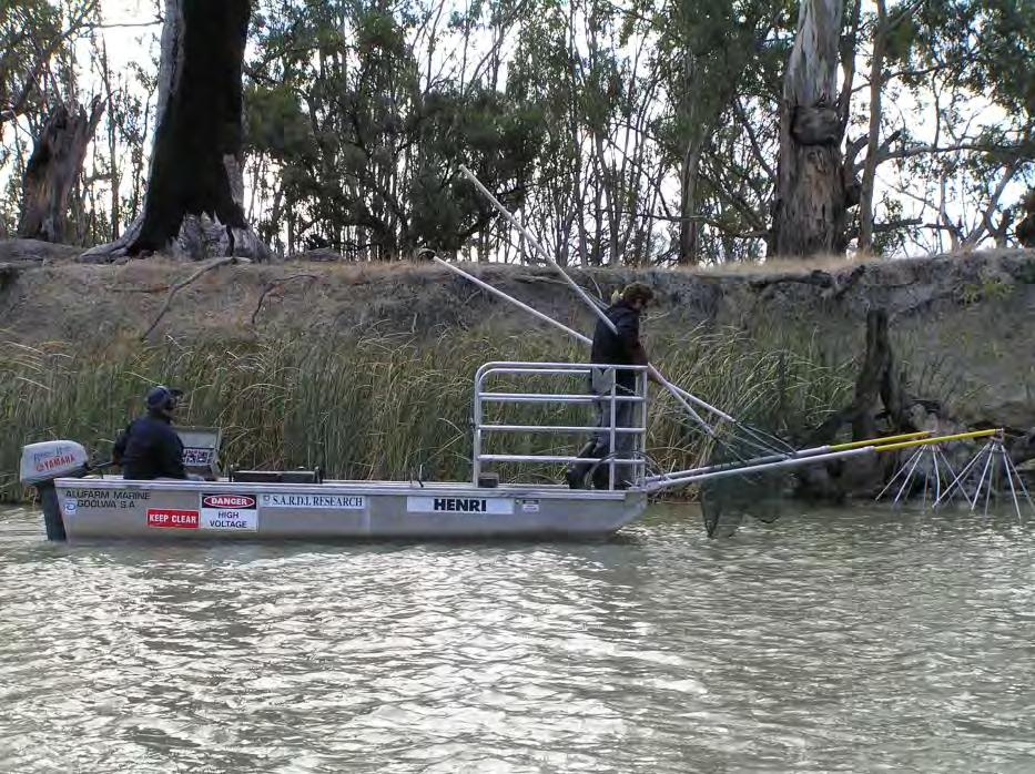 Fish distribution and community structure Boat electrofishing undertaken at 20 sites throughout the Chowilla system