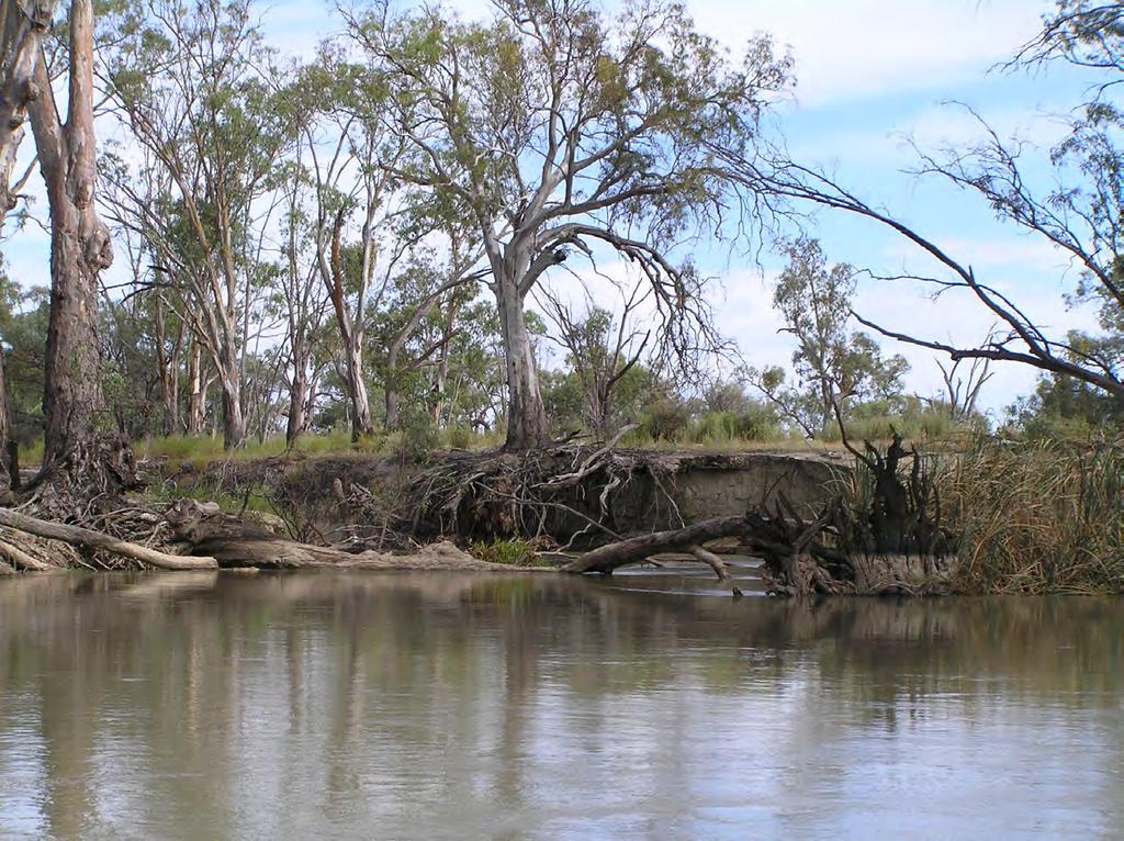 throughout the system Murray cod are only found in creeks with