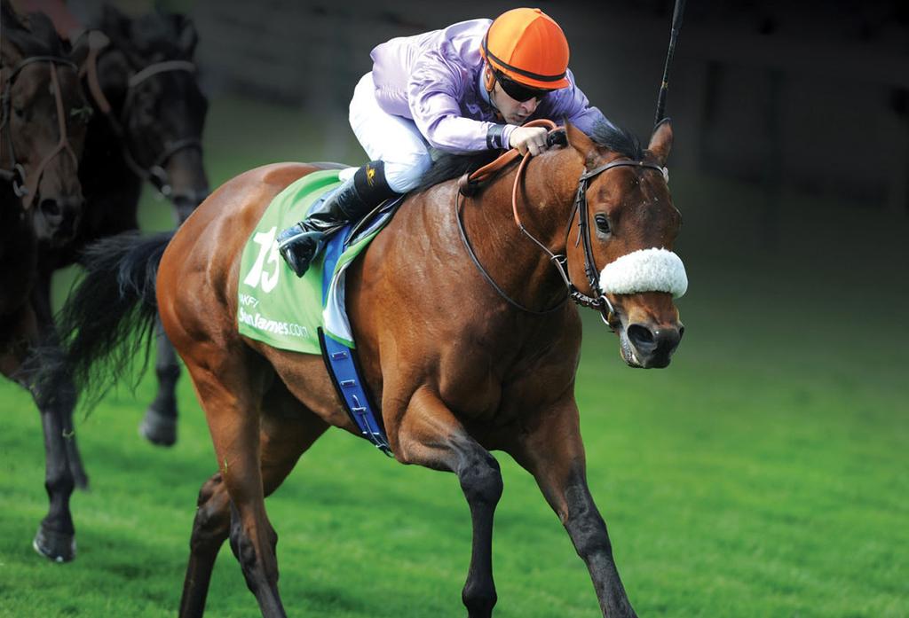 Makfi Challenge Stakes 2014 Scapolo did not appear again until October in his 3YO year, when he was taken to Australia where he raced 7 times for 3 wins, 2 seconds, and a third including a black type