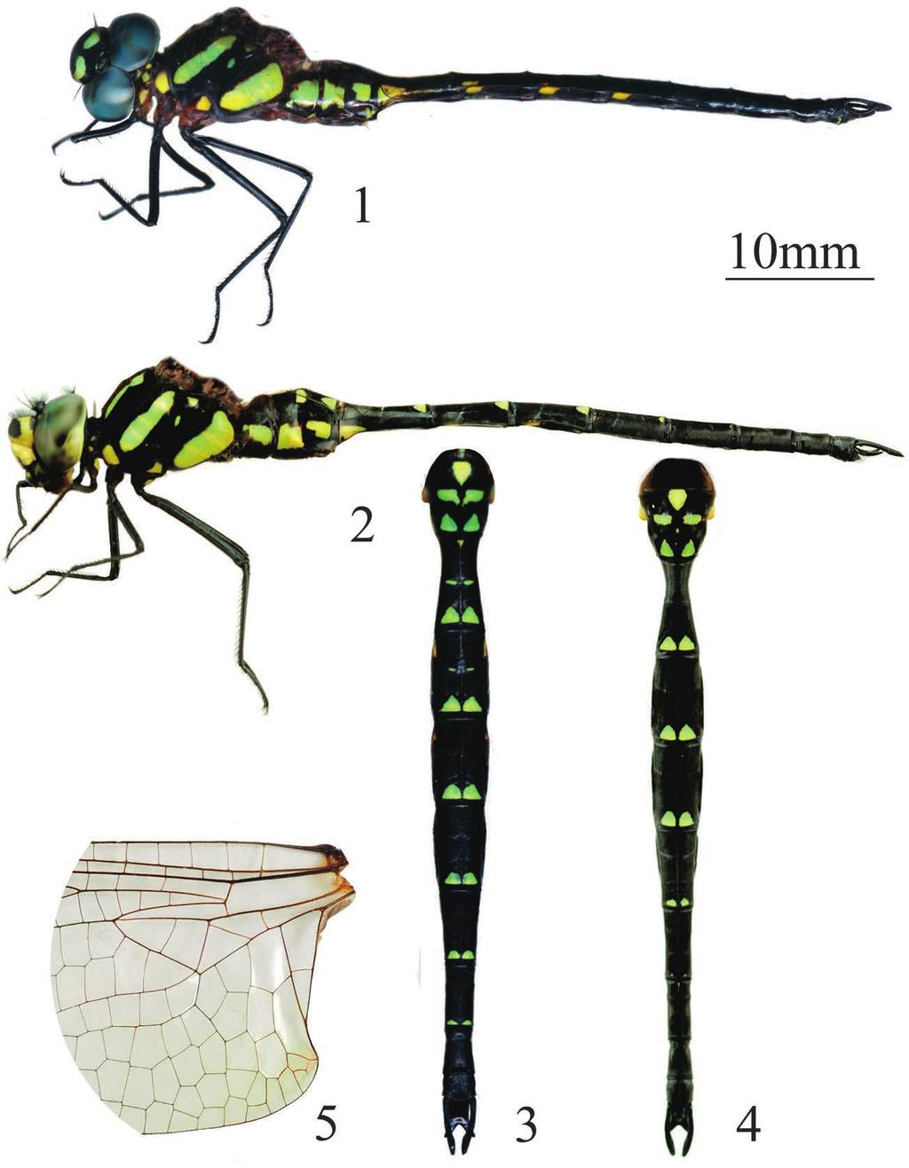A new species and additional records of Sarasaeschna 183 Figs. 1 5. Body patterns of Sarasaeschna yoshitomii sp. nov. and S. lieni. 1, 3, 5, S. yoshitomii; 2, 4, S. lieni. 1 2 body, lateral view; 3 4, abdomen, dorsal view.