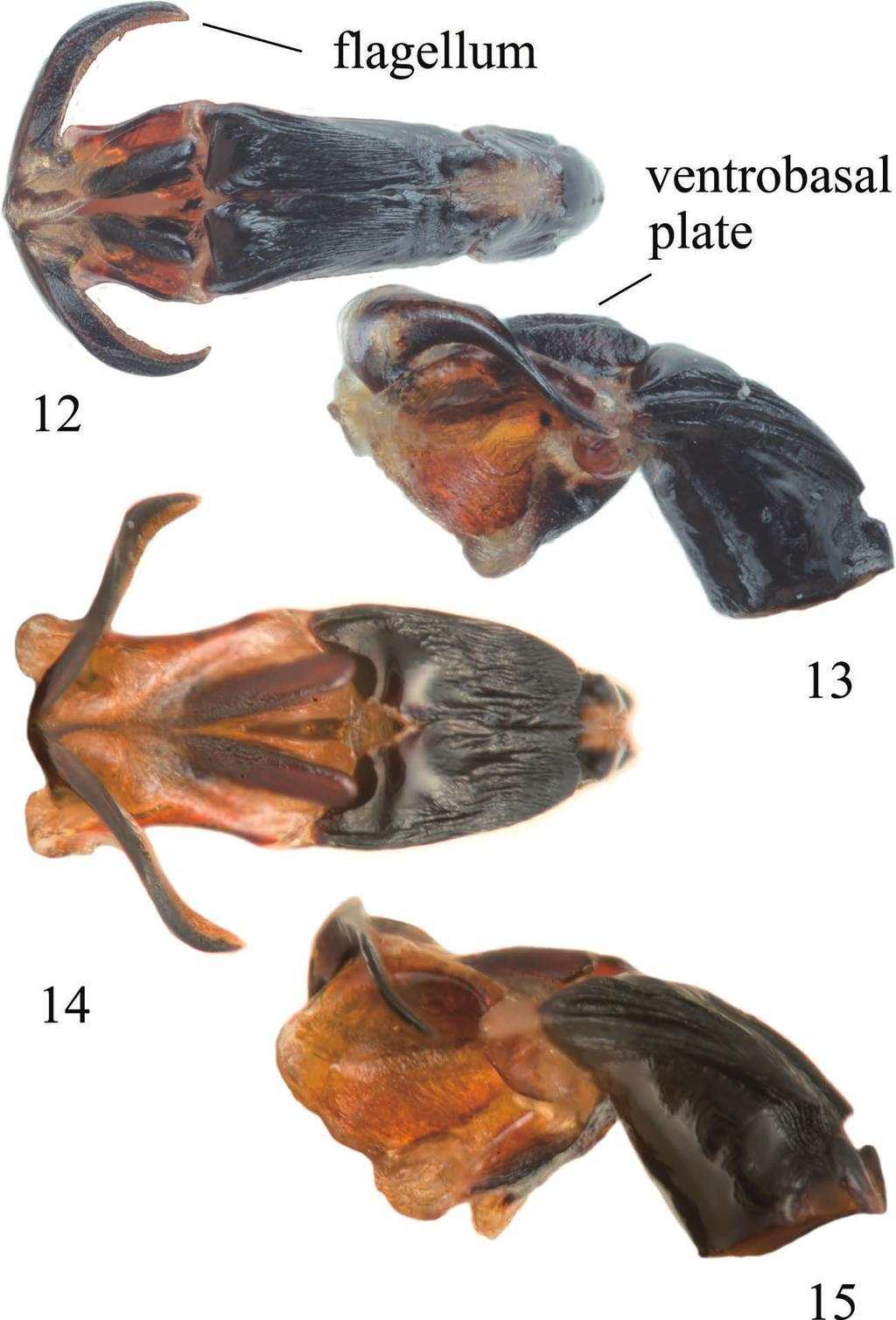 A new species and additional records of Sarasaeschna 185 Figs. 12 15. The 3rd and 4th segments of penis in Sarasaeschna yoshitomii sp. nov. and S. lieni.