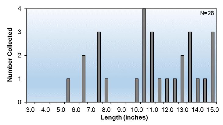 November 2015-16 - inches was collected (Figure 20). There were no young-of-the-year bass collected indicating poor reproduction has occurred in the 2015.