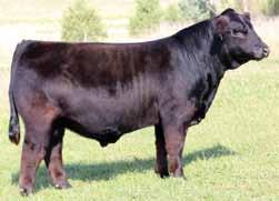 High Regard 50D Yardley High Regard W242 x W/C RJ 3028A Bull Breeder: RJ Cattle