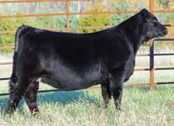 Meadow Farms & Diamond K Simmentals Buyer: Double E Cattle Company, Tracy, MN
