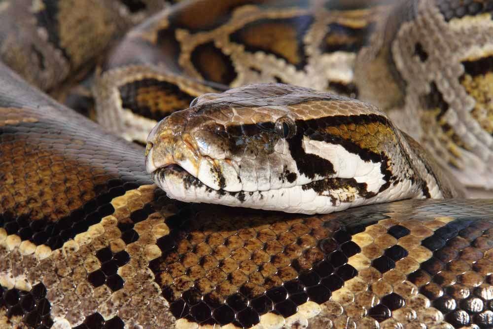 US Association of Reptile Keepers (USARK) December 2013, USARK challenges USFWS interpretation of Lacey Act that the agency can prohibit continental interstate transportation of four large snakes