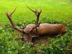 Prices 2016 Red Deer Hunting Season: Old, big Trophy Stag: 01.09.-31.10. Cull Stag: 01.09.-31.01. Hind, Hind Calf: 01.09.-31.01. Calf: 01.09.-28.02.