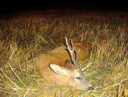 Prices 2016 Roe Deer Hunting Season: Roebuck: 15.04.-30.09. Doe, Fawn: 01.10.-28.02.