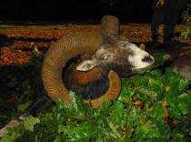 Prices 2016 Mouflon Hunting Season: Mouflon Ram: 01.09. 28.02. Ewe: 01.09. 31.01. Lamb: 01.09. 28.02. Calculation of Charges: Average length, measured alog the outside curve oft he horns Trophy fees cat.