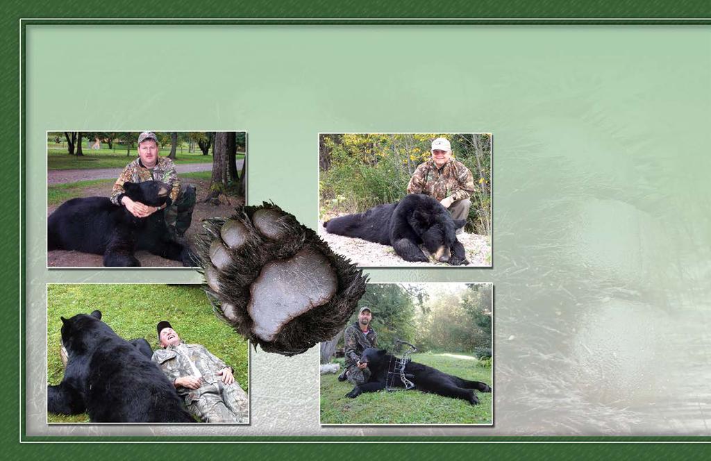 We Offer Professional Outfitted Hunts Our Bear Hunts have been an important part of our lodge business since inception.