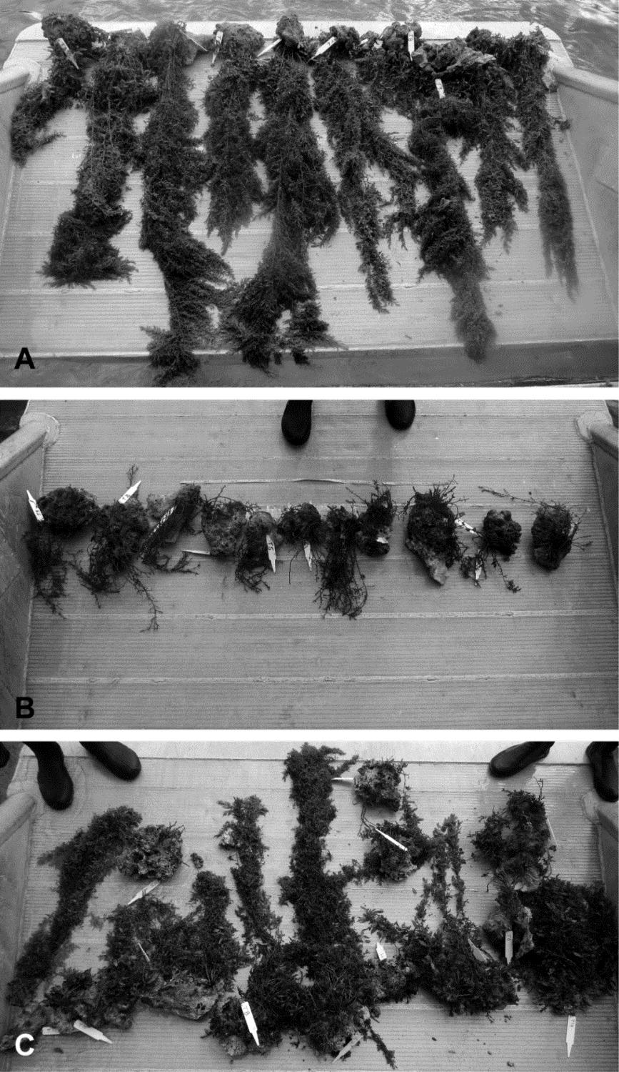 Appendix 1 Figure A1.1. A Standard macroalgal bioassays upon deployment. B Macroalgal bioassays collected 24 hours later for every deployment 1996-2010 (and 2011-2013 second annual deployments).