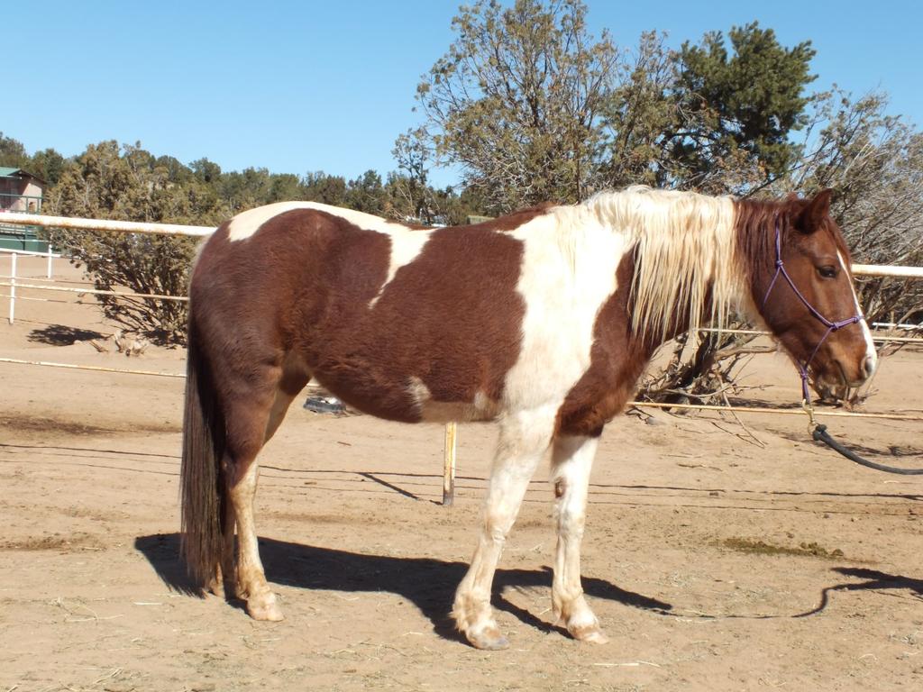 Bria - 4 year old, sorrel & white pinto mare - 14 hh Bria has developed a great deal since last year, both mentally and physically.