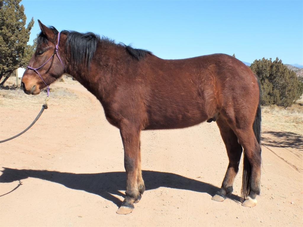Jackson, 3 year old, bay gelding - 14.3 hh Jackson has had some joint issues with growing too fast.