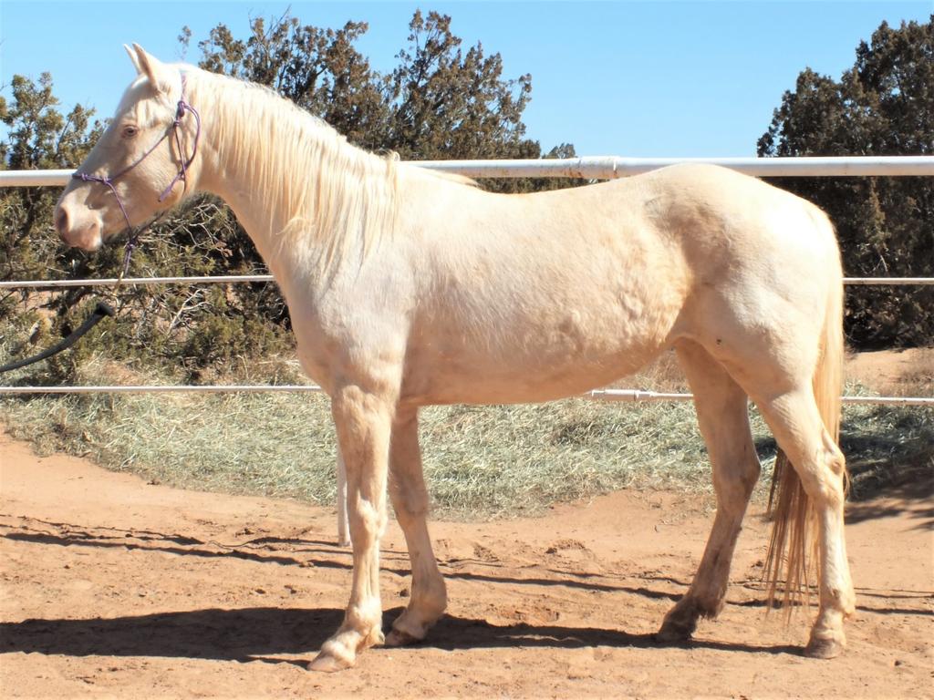 Kai, 5 year old, perlino mare - 14hh This mare was partially halter trained upon arrival and has progressed nicely in a short time.