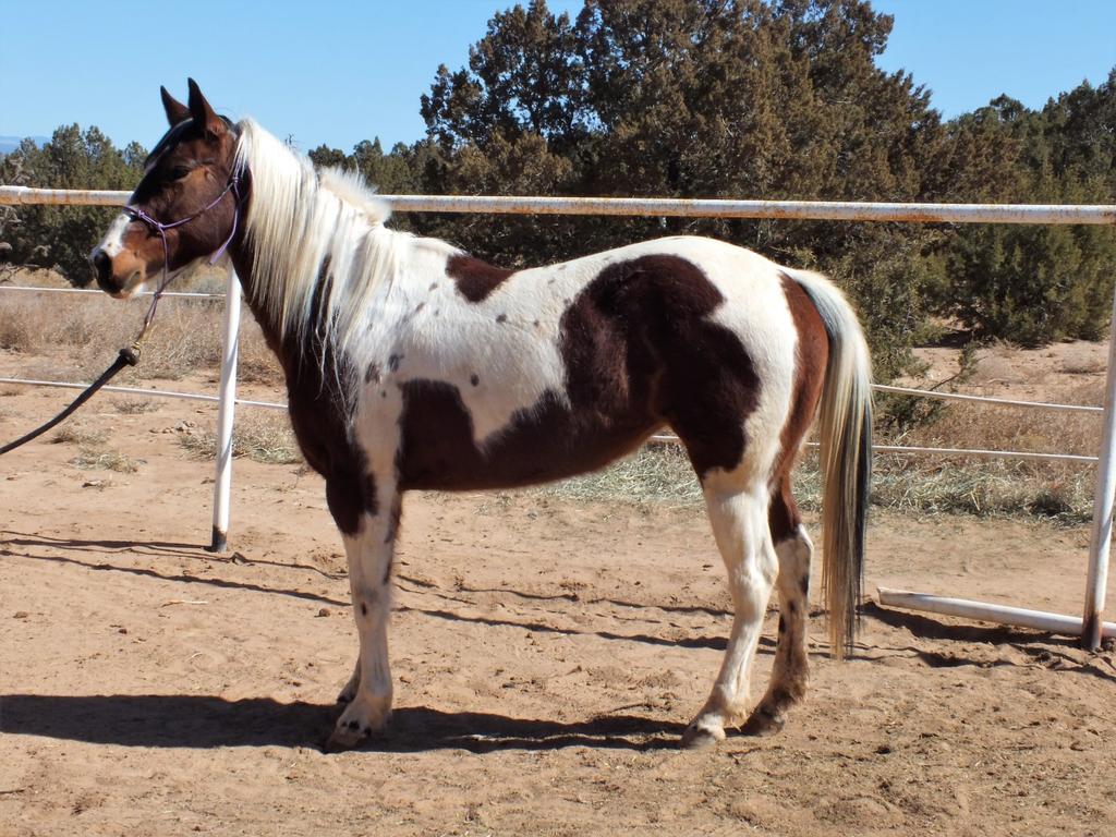 Salsa, 6 year old, bay & white pinto mare - 13.3 hh She is a very cute, and nicely put together mare, who came in untouchable and has made great progress.