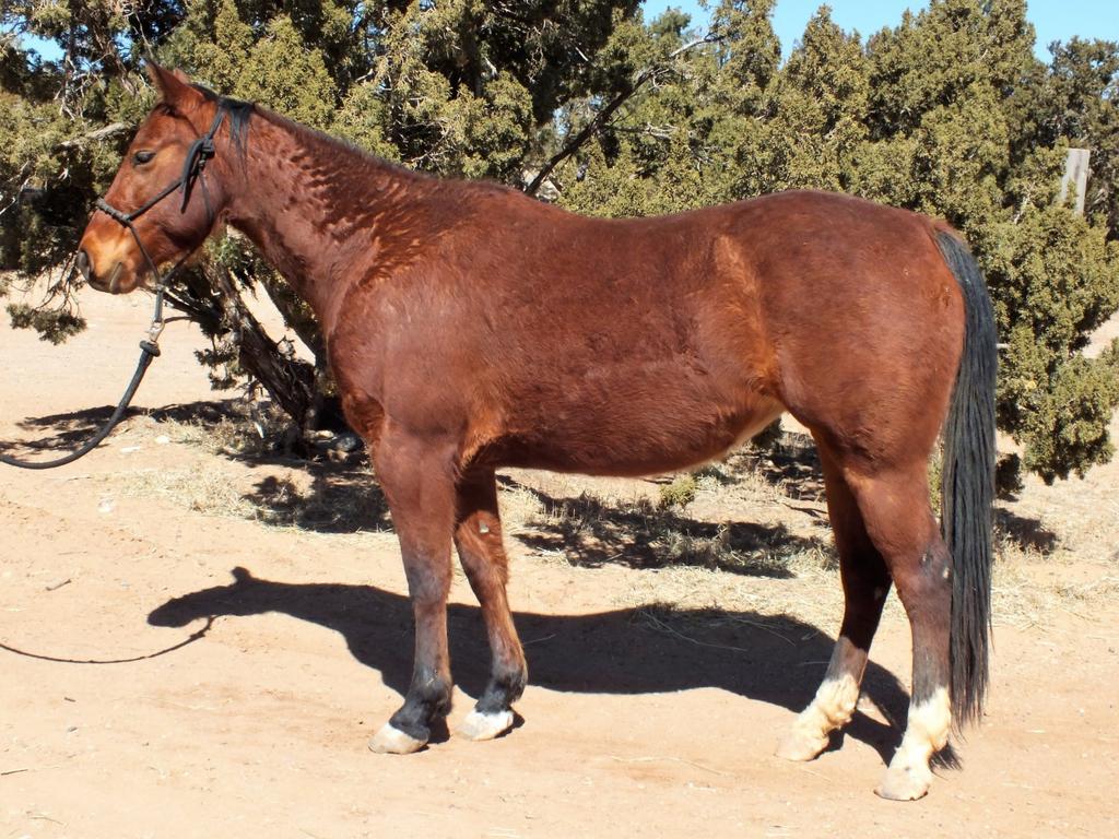 She can still get a bit flighty at times, but less frequently with every class. I rate Salsa a 6, at times a 7. Twiggy, 5 year old, bay QH-type mare - 14.