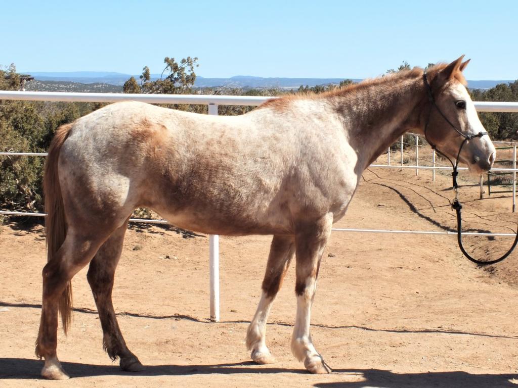 Libby, 11 year old, red roan & white pinto mare - 14.1+ hh Libby has good substance and shows some good breeding. She came in untouchable and remains leery of new people.