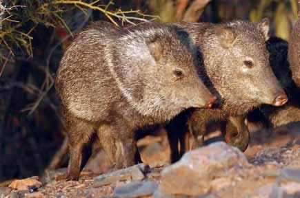 Javelina Hunts n Distribution For further information on javelina, their habitat, range, natural history, or where you can hunt them in Arizona, please visit www.azgfd.gov.