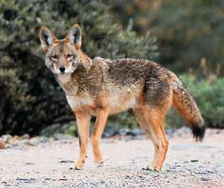 Wolf or Coyote? Know the Differences USFWS AGFD An important step in accomplishing reintroduction of the Mexican wolf is to reduce inadvertent illegal shooting of this subspecies.