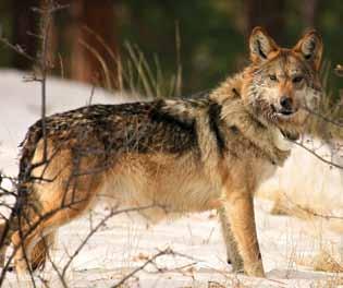 It may be difficult to distinguish wolves from coyotes, especially when the sighting is brief, the animal is far away, the wolf is a juvenile, or the wolf is in its summer coat.