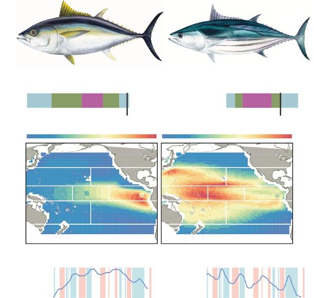 Material and method SEAPODYM is an ecosystem model developed for exploring spatial tuna population dynamics under the large-scale influence of fishing and environment effects.