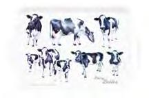 beautiful Fresian cows and their calves.