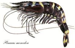 Crustaceans Peneus monodon