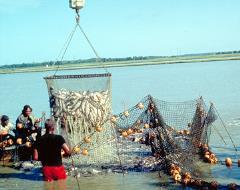 Restriction of Aquculture World Fishery Harvest!