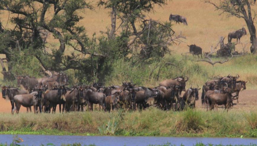 Usually they are here at some point between late May and the end of July, we respond, and then we add the very important disclaimer, but the Great Migration is one of the great wonders of the world