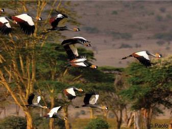 Impressive game drives showcase the region s impressive variety and density of wildlife, and keen birdwatchers can look forward to the sight and sound of close to 350 colourful bird species.