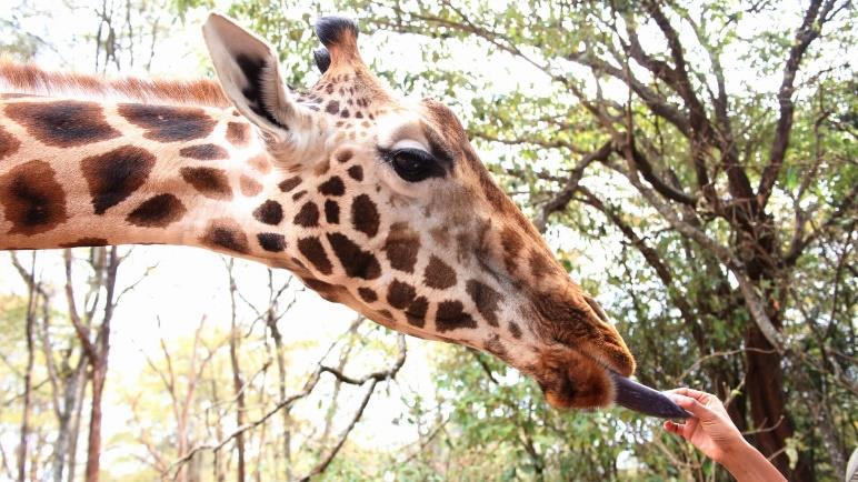 Expect the extraordinary Giraffe Manor Nairobi, Kenya Day 1 Upon arrival at Jomo Kenyatta International Airport, you will make your own way to the arrivals hall, where you will be met by your