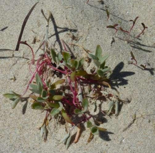 Every little plant on the dune is adapted to grow in very harsh circumstances.