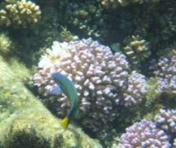 Pocillopora Coral