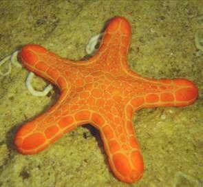 Starfish can be animal eating, plant eating or eat everything.