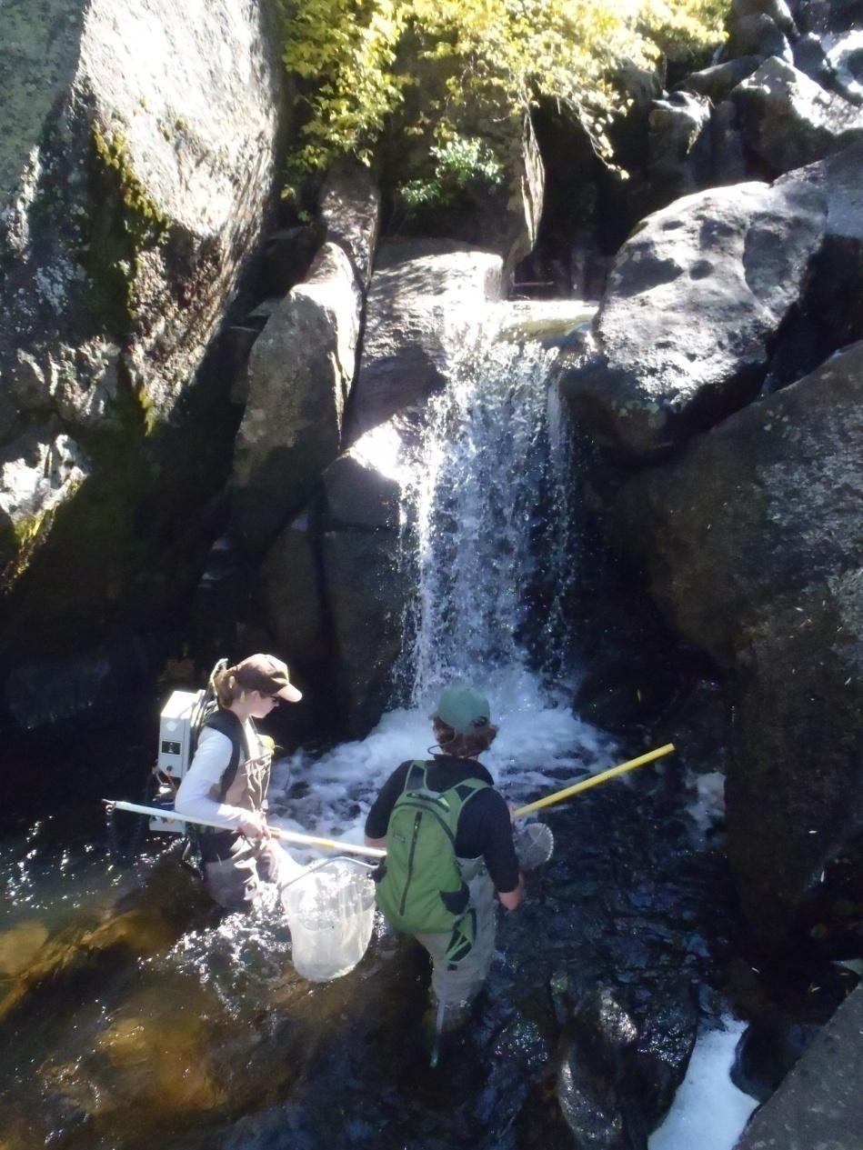 Manual Removal Methods Late August thru October Delineated reaches by natural barriers (low water barriers, falls, and beaver dams) 3-pass depletion, on varying reach lenght Species identified and