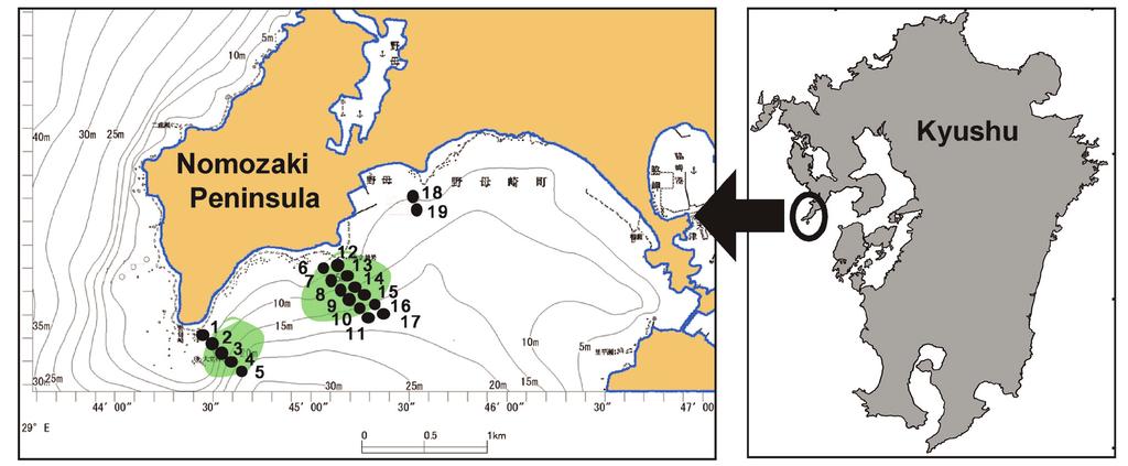 around western Kyushu and water temperature decreases, it was unclear why Okinawa (Fig. 2). extensive damage due to feeding by fishes is Our findings show that spp. are very species.