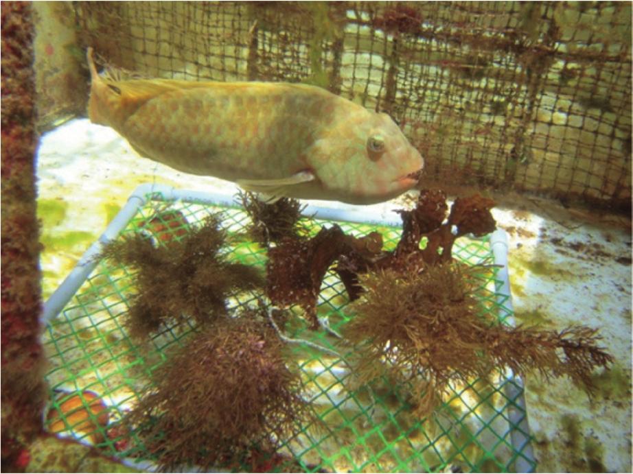 Biological aspects of herbivorous fishes in the coastal areas of western Japan Fig. 7. Japanese parrotfish, swimming in a tank.
