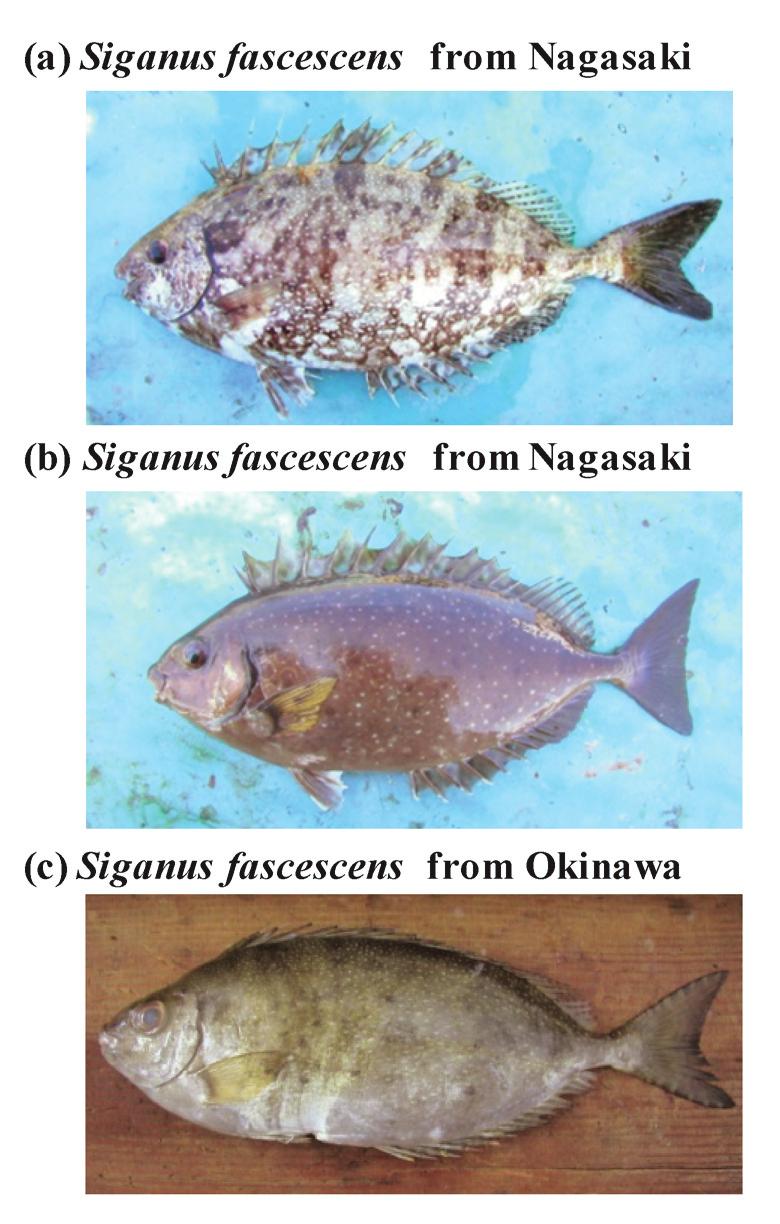 Food preference It is unclear if herbivorous fishes consume Three mottled spinefoots from Nakasaki (a, b) and Okinawa (c).