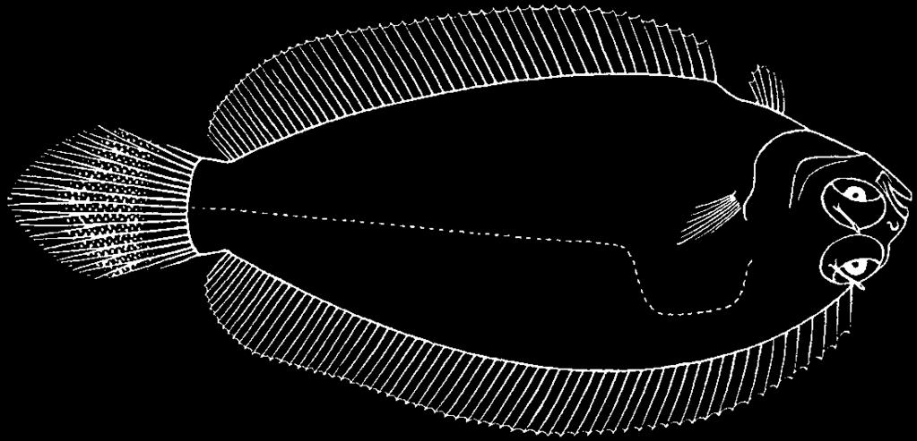 3872 Bony Fishes Nematops microstoma Günther, 1880 En - Smallmouth righteye flounder.