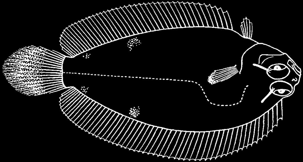 Pleuronectiformes: Pleuronectidae 3871 Nematops chui Fowler, 1934 En - Narrowbody righteye flounder. Maximum total length about 8 cm. Known from a depth of 270 m.