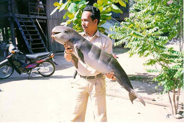 Kratie province 3: A young dolphin (14