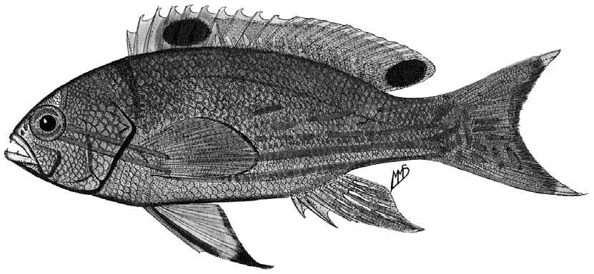 Males from Mozambique: body reddish purple with irregular, jagged pale pink or white streaks, in a different pattern for each fish. Madagascar and Mozambique fish with Fig. 3.