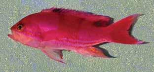 A review of the anthiine fish genus Pseudanthias (Perciformes: Serranidae) of the western Indian Ocean, with description of a n. sp. and a key to the species as P.