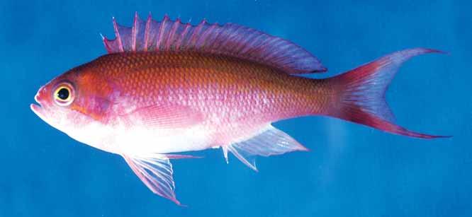 Distribution: Pseudanthias cooperi is a widely distributed species, occurring from the western Indian Ocean: South Africa to Kenya, Comoro Islands, Maldives, Réunion, Mauritius and Seychelles to