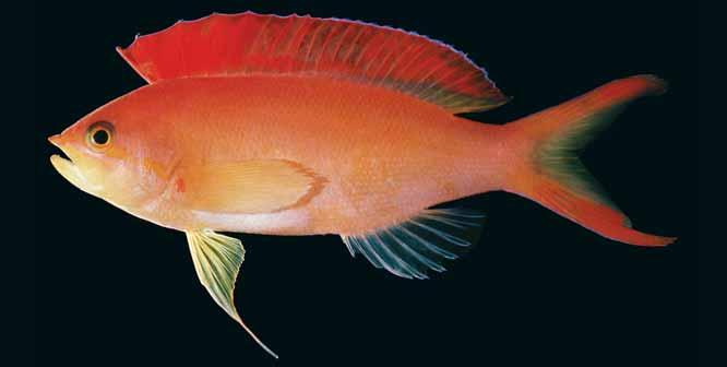 A review of the anthiine fish genus Pseudanthias (Perciformes: Serranidae) of the western Indian Ocean, with description of a n. sp. and a key to the species Fig. 31.
