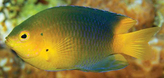 A new species of Damselfish (Pomacentrus: Pomacentridae) from Fiji and Tonga SL, collected with holotype; ROM 48645, 46 specimens, 16.3-65.8 mm SL, Dravuni Island, 18.755 S, 178.